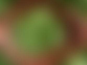 ¿Qué es exactamente el cilantro?
