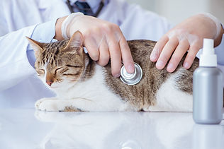 ☆犬猫の健康相談 ☆各種健診