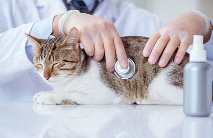 ☆犬猫の健康相談 ☆各種健診