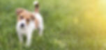 犬