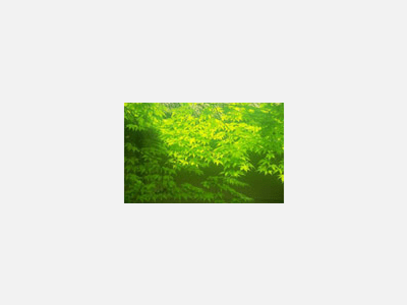 新緑