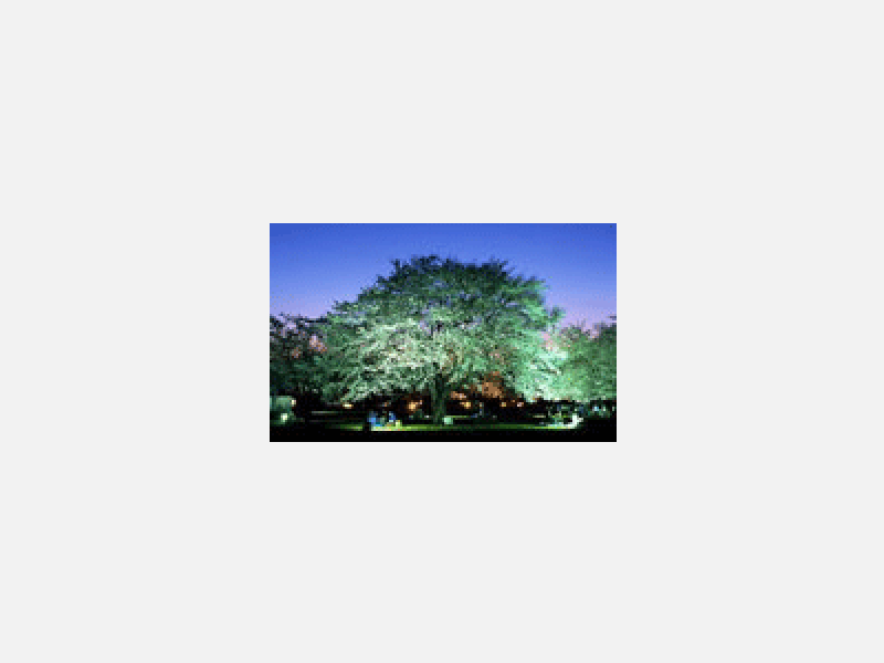 夜の森