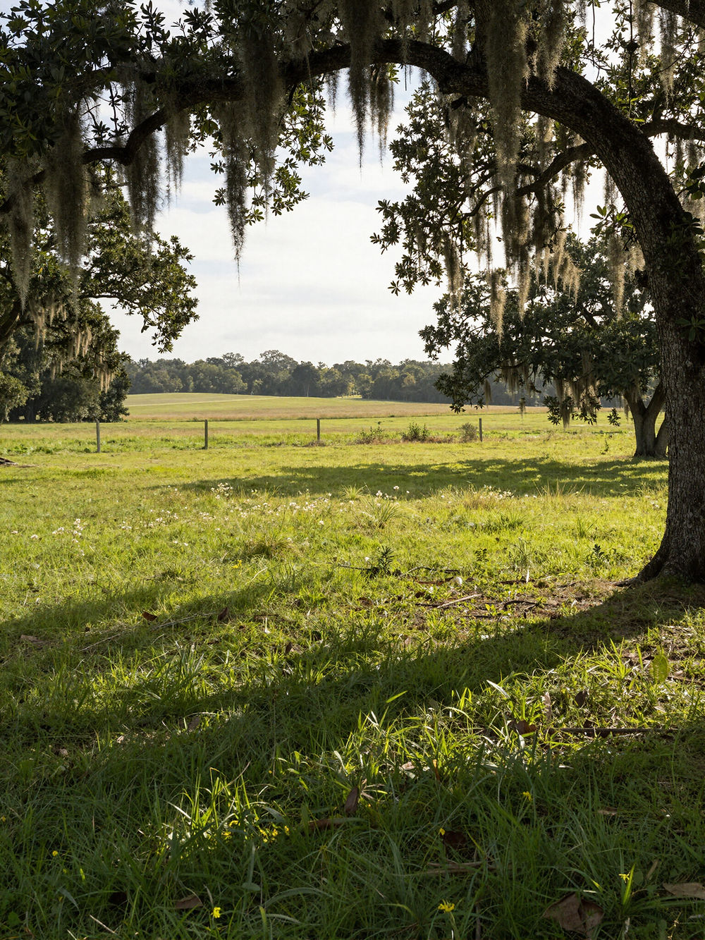 Green field with large trees and Spanish moss