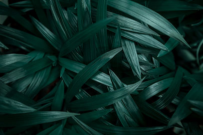 Texture nature plante