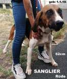 sanglier.jpeg