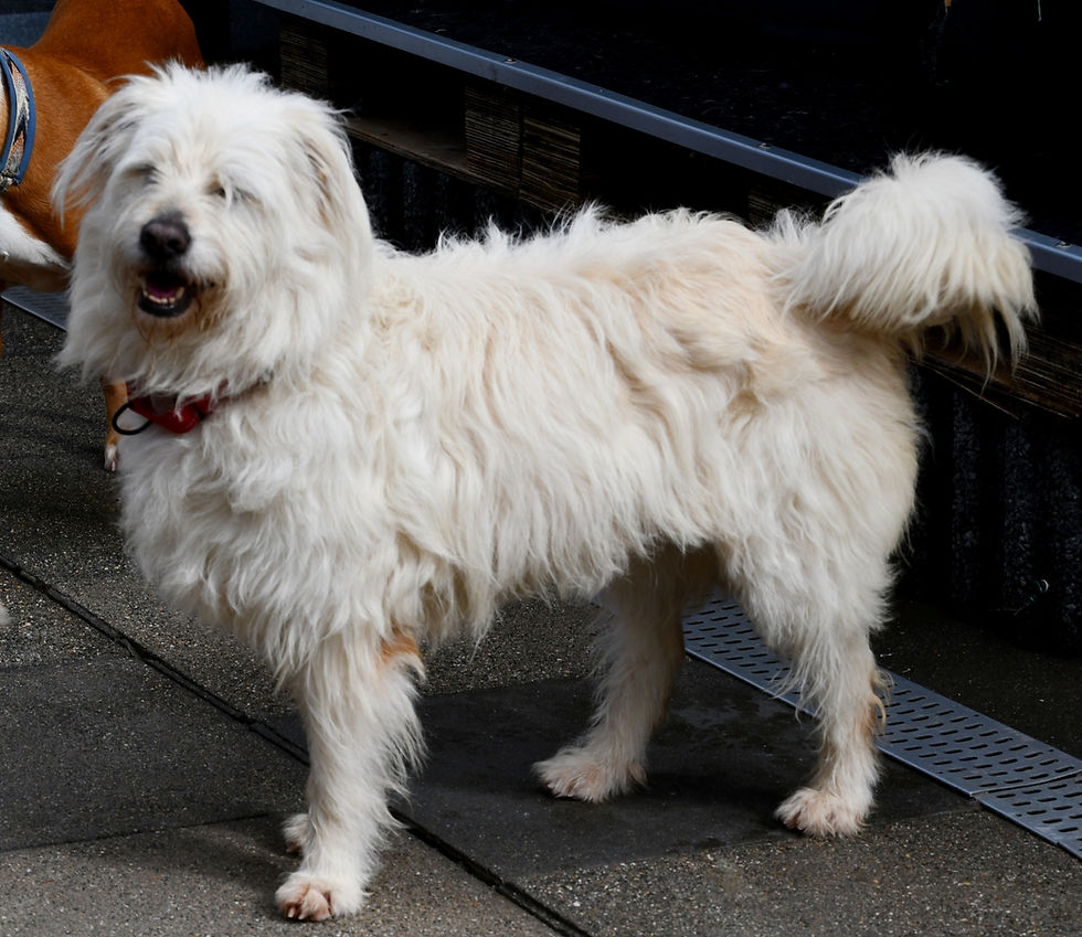 PITUFINA
Geb: 01.06.2019