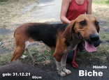 biche-2.jpeg