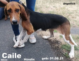caille-2.jpeg