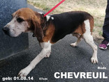 chevreuil-2-.jpeg