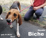 biche.jpeg
