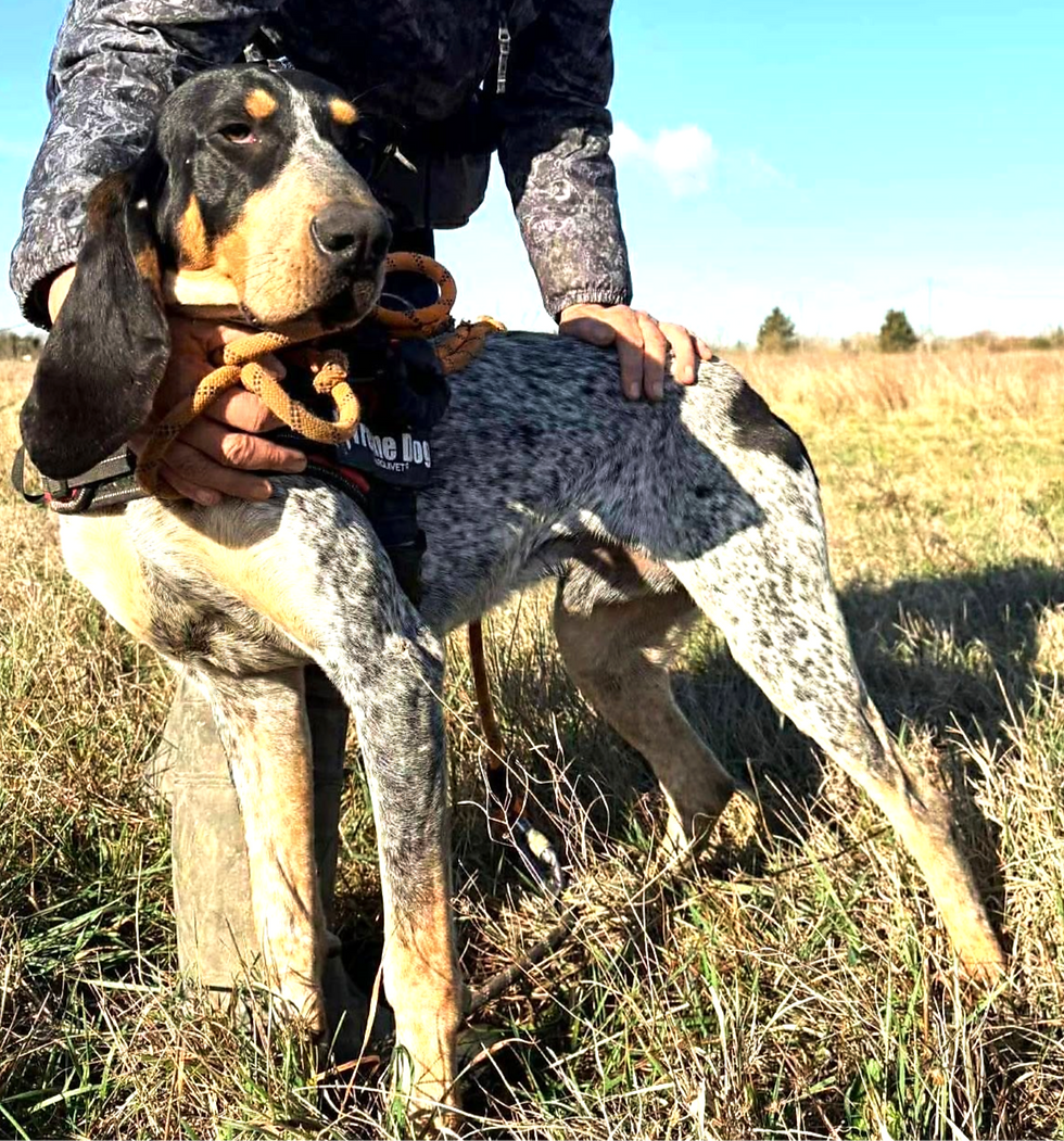 YUMA -reserviert-
Geb.: Juni 2024