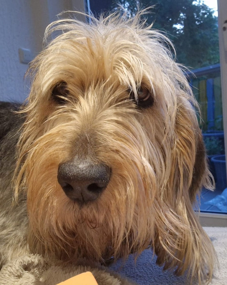 LILLY
Geb.: 18.05.2018