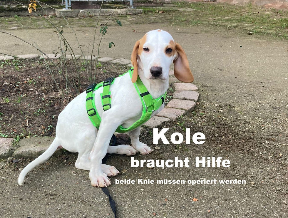 Knie OP für den kleinen Kole