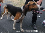 perdrix.jpeg
