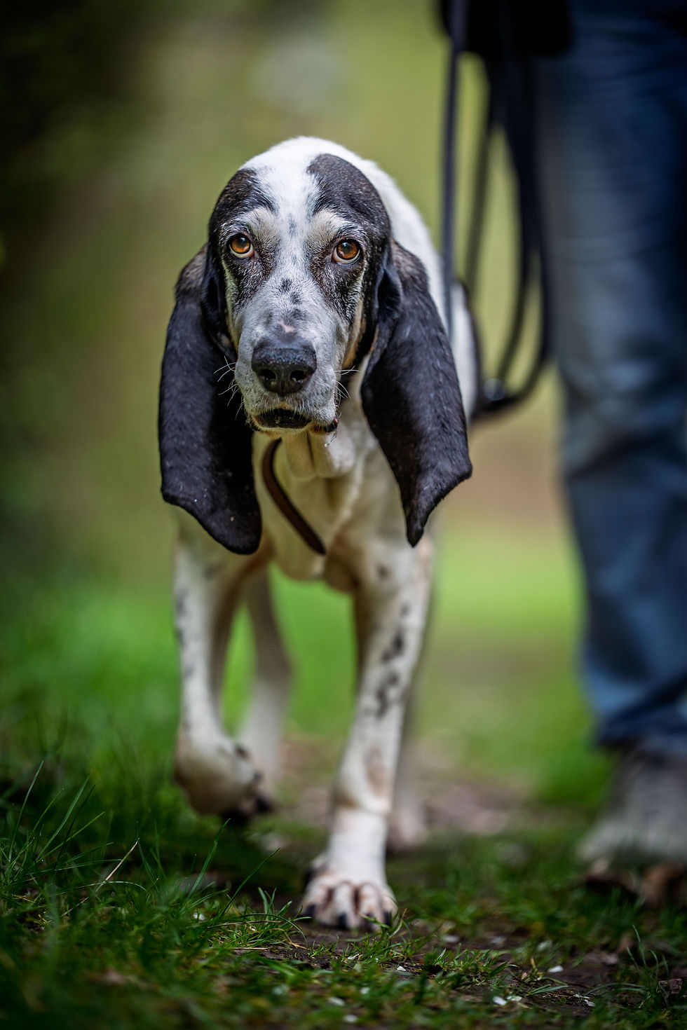 LA GRAND SOPHIE
Geb.: Mai 2015