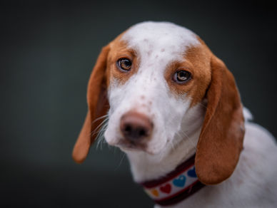 ❤️Kenia sucht ihr Zuhause❤️