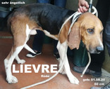 lievre-2-.jpeg
