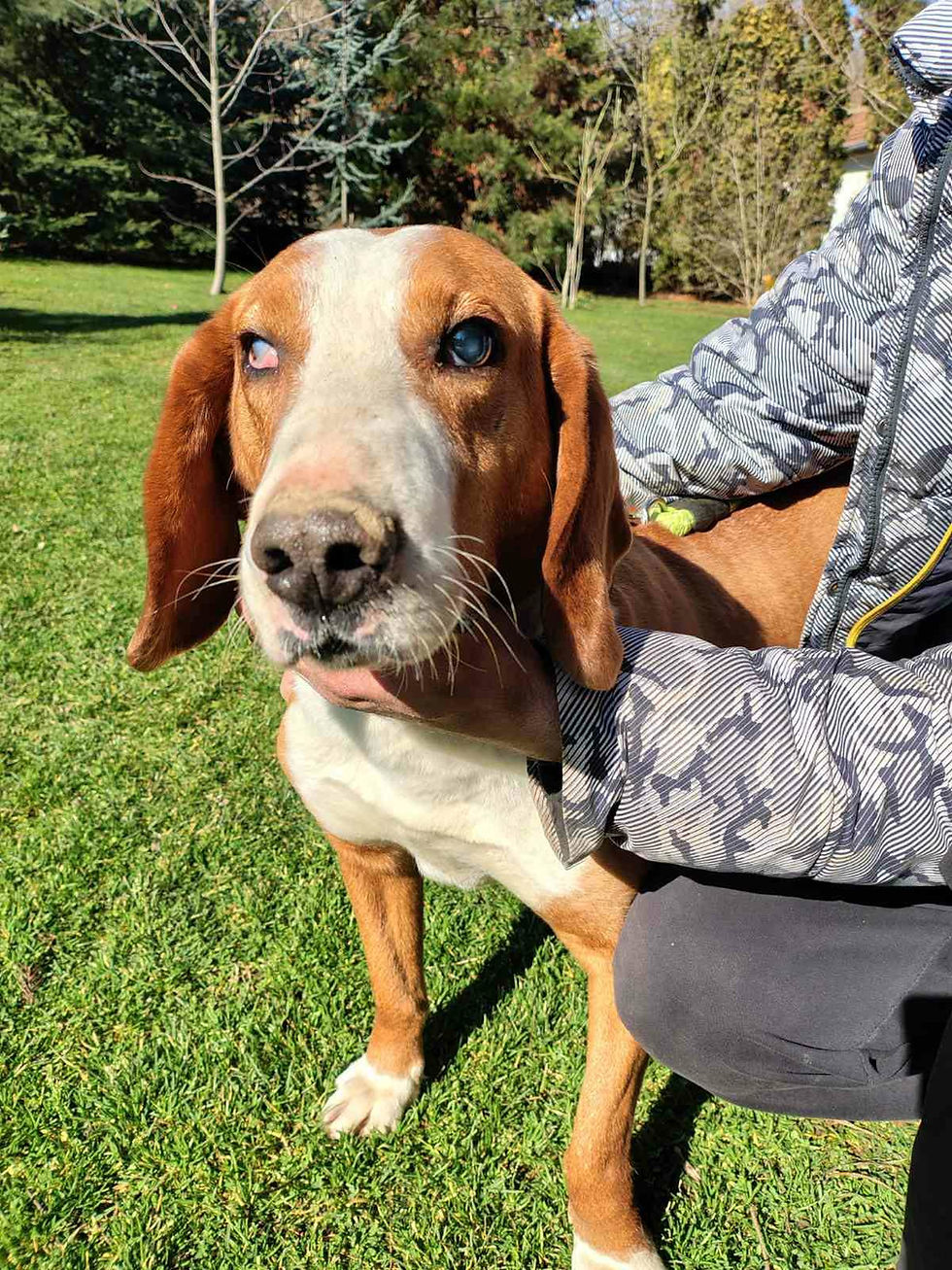 TOBY
Geb.:15.09.2019