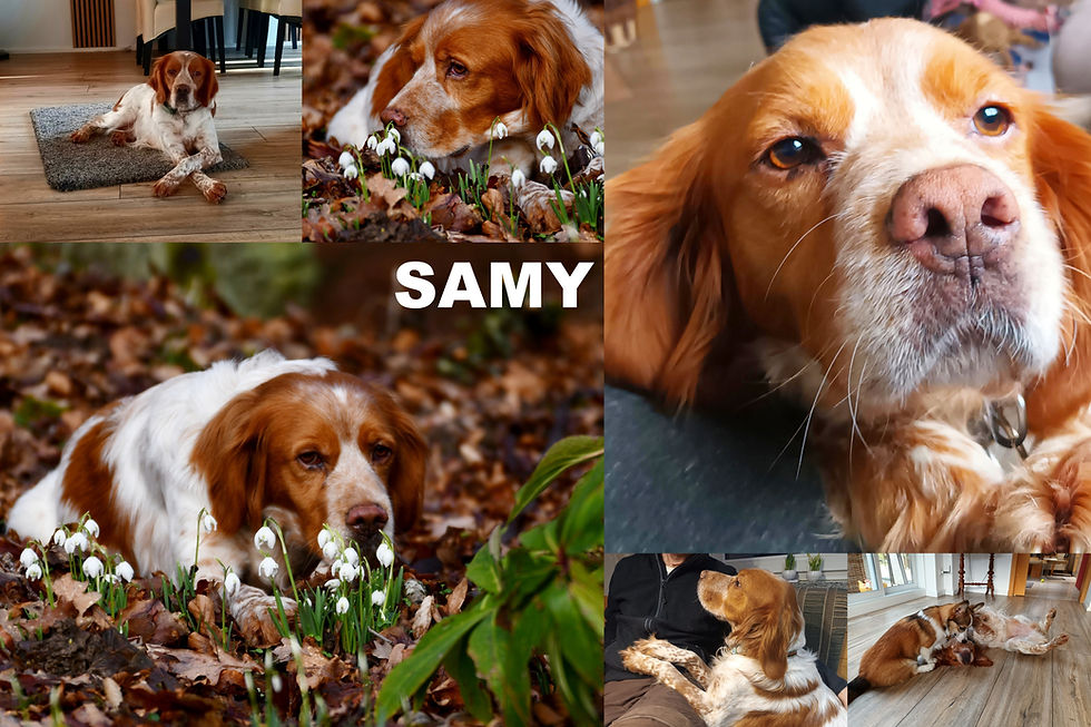 SAMY -
Geb.: 2021