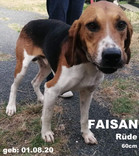 faisan-2.jpeg