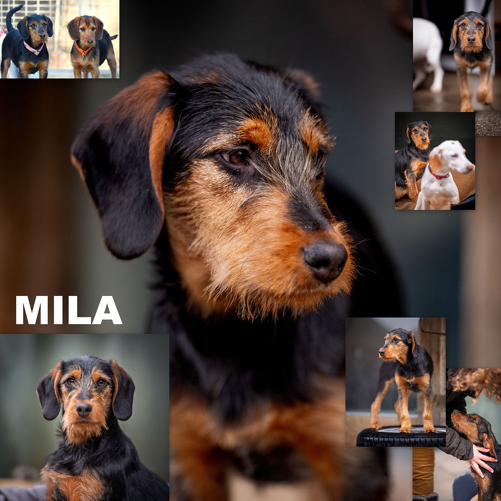 MILA
Geb.: 01.08.2025