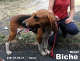 biche-3.jpeg