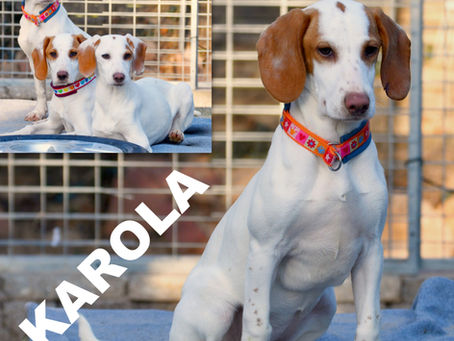 Karola sucht ihr Zuhause