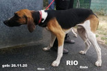 rio.jpeg