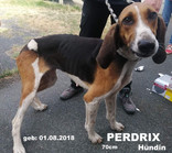 perdrix-2-.jpeg