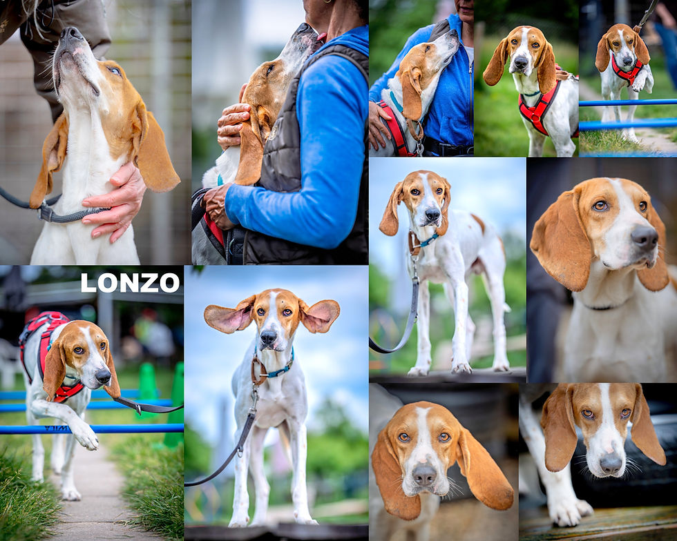 LONZO
Geb.: 01/2024