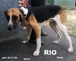 rio-2.jpeg