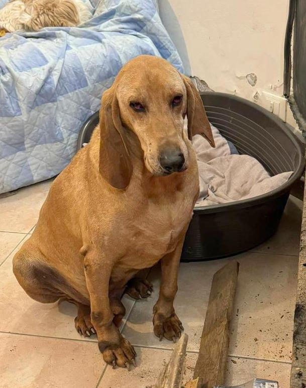 AGOSTINO - OPI
Gnadenplatz gesucht