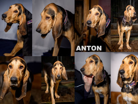 🍀💖ANTON 🍀💖