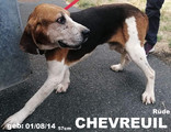 chevreuil.jpeg