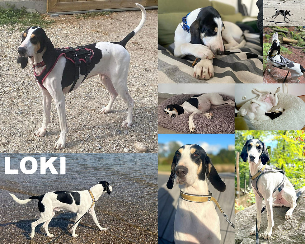 LOKI
Geb.: 28.11.2020