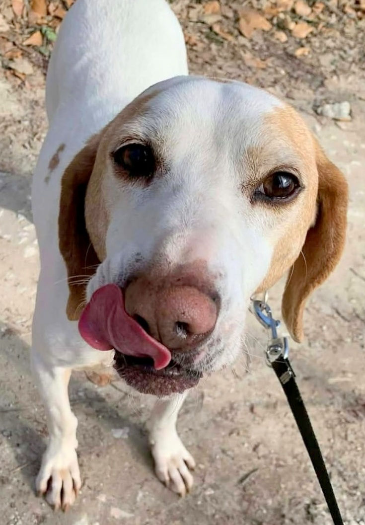 BREGO
Geb.: 14.05.2020