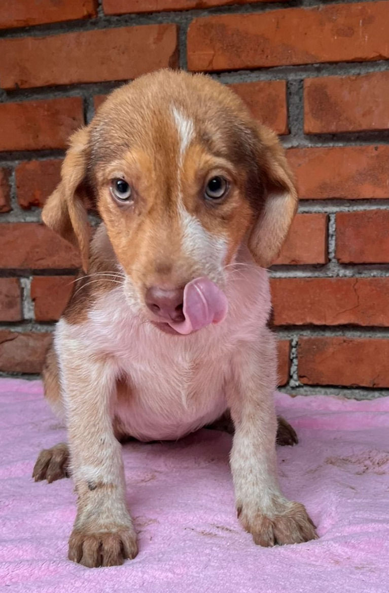 AMELIE
Geb.: 11.10.2025