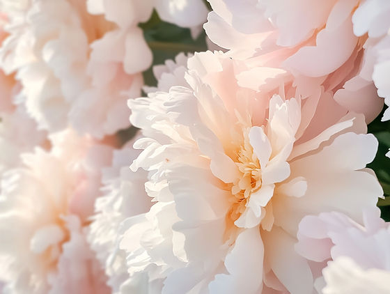 blooms1_edited.jpg
