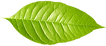 Grünes Blatt 