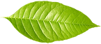 Single Green Leaf 