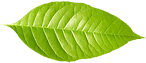 Single Green Leaf 