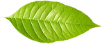 Única folha verde 