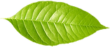 Single Green Leaf