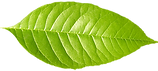 Single Green Leaf 