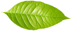 Single Green Leaf 