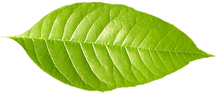 Single Green Leaf