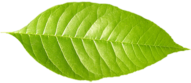 Leaf