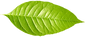 Single Green Leaf