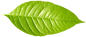 Single Green Leaf 