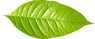 Única folha verde